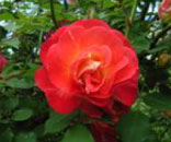 ライトモーブ＝バラ　rose